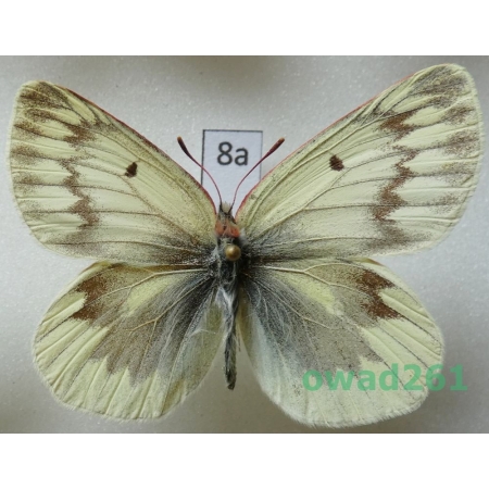Colias nebulosa niveata Verity, 1909 female China8a